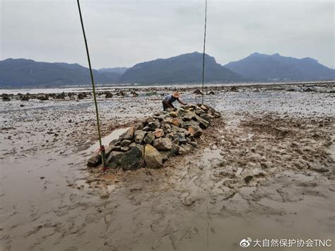 浙江三门牡蛎礁修复项目顺利完成二期监测东海自然资源部新浪新闻