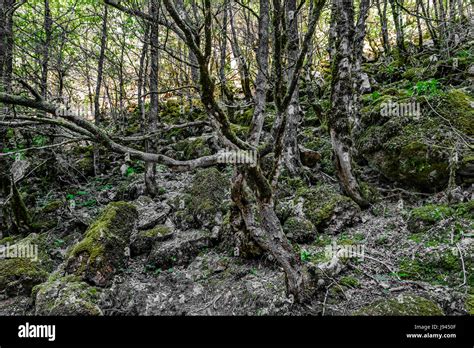 Sur Une Pente Rocheuse Banque De Photographies Et Dimages Haute