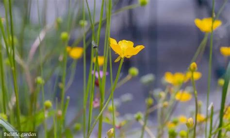 18 Stunning Ground Covers with Yellow Flowers: Create Your Sunny ...