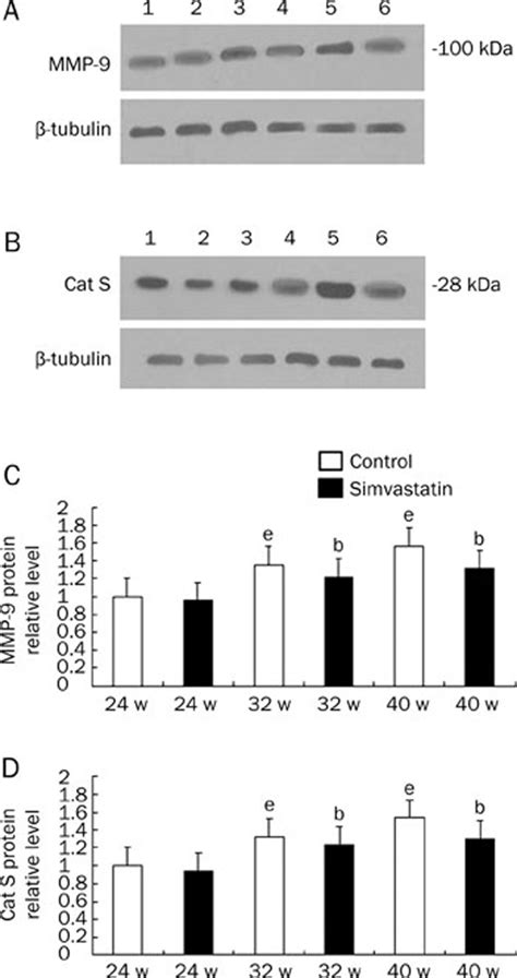 Western Blot Analysis Of MMP 9 A And Cat S B Proteins In The LV