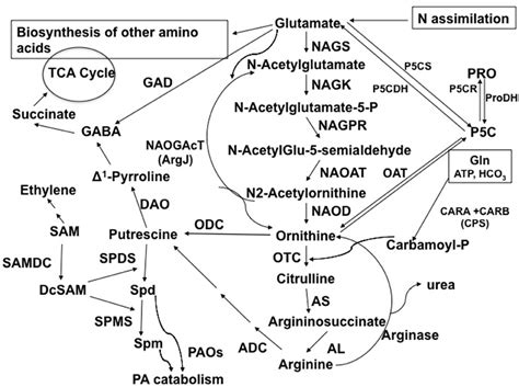 Frontiers Glutamate Ornithine Arginine Proline And Polyamine