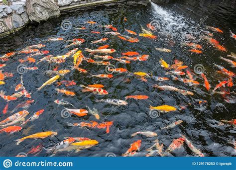 Peixes Japoneses Coloridos Da Carpa Em Uma Lagoa Imagem De Stock