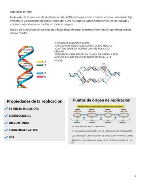 Replicaci N Del Adn Giuliana Rico Udocz