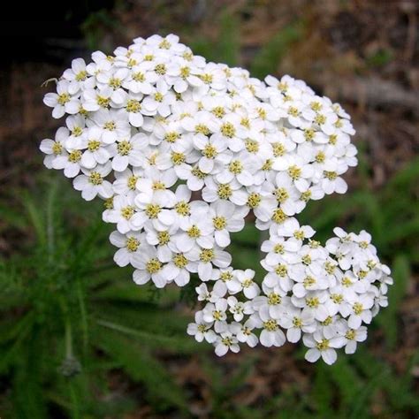 Achillea Millefolium Piante Perenni Come Coltivare L Achillea