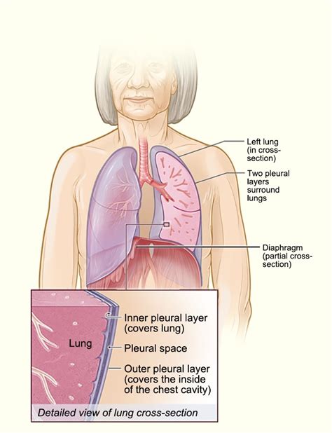 How The Lungs Work NHLBI NIH