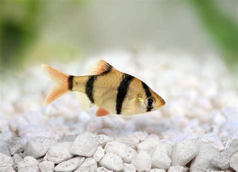 Barb Fish Care Sheet PetMD, 42% OFF | www.gf-planen.de