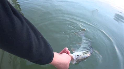 Catch Release Please Biban Pe Lacul Izvorul Muntelui Bicaz