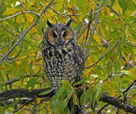 9 Owls In Kansas Birdwatching Central