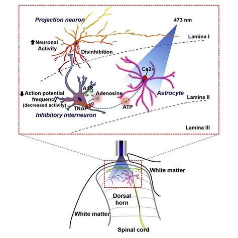 Reversible Induction Of Pain Hypersensitivity Following Optogenetic