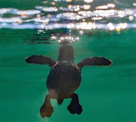 Baby sea turtle : r/ocean