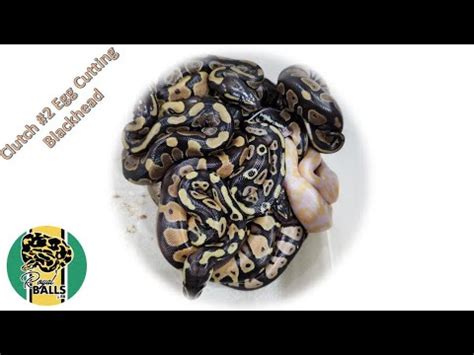 Breeding Ball Pythons Clutch 2 Blackhead YouTube