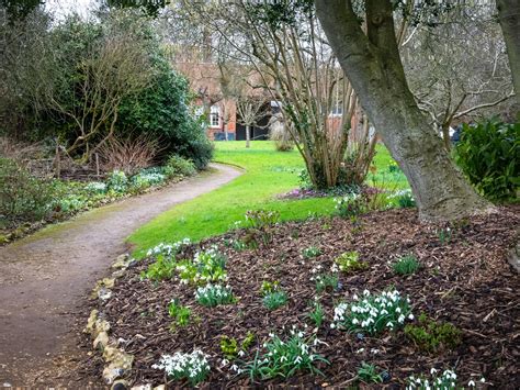 Snowdrops at Benington Lordship Gardens — Marina Walker