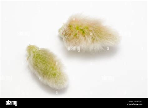 Pussy Willows Seed Stock Photo Alamy