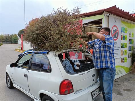 Recicla Tu Rbol Navide O Llev Ndolo A Los Centros De Acopio En Toluca