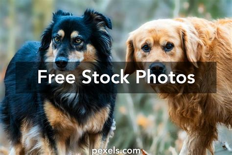 dogs landscape      dogs landscape stock