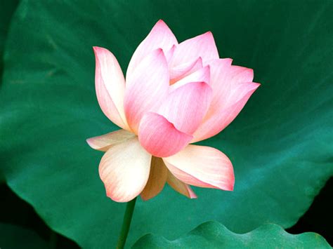 Meaning Of Lotus Flower In Indian Culture Best Flower Site