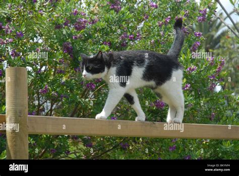 Cat Balancing Hi Res Stock Photography And Images Alamy