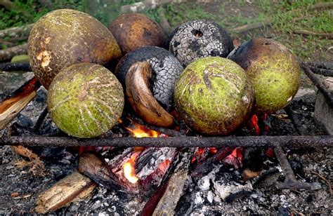 Breadfruits Roasting On An Open Fire Breadfruit Barbados Food