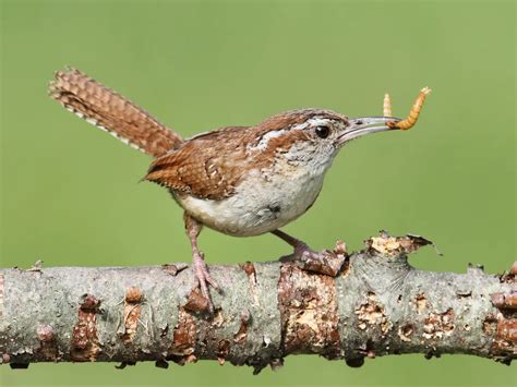 What is the State Bird of South Carolina? (And Why?) | Birdfact