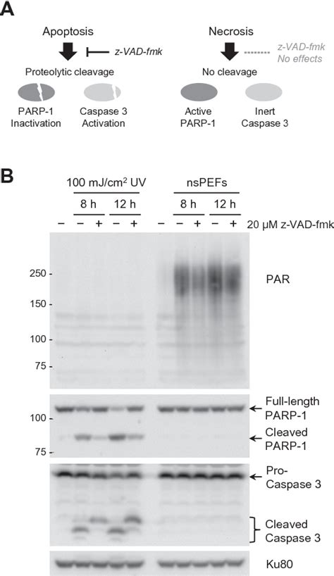 Figure 1 From Nanosecond Pulsed Electric Fields Induce Polyadp Ribose