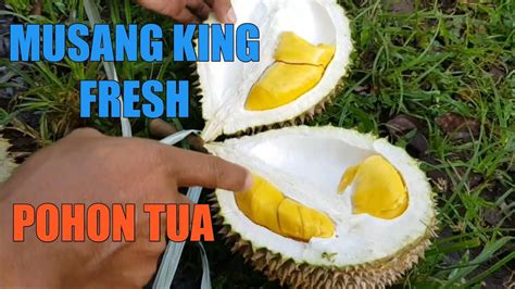 Unboxing Durian Musang King Pohon Tua Youtube