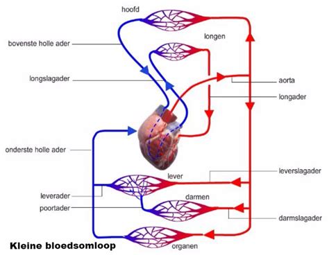 Bloedsomloop Menselijk Lichaam Het Menselijk Lichaam Bloedsomloop Images