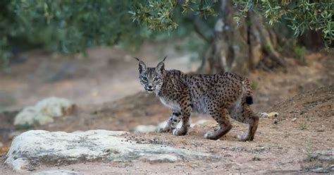 Biodiversité Litio ce lynx ibérique qui a traversé toute la péninsule