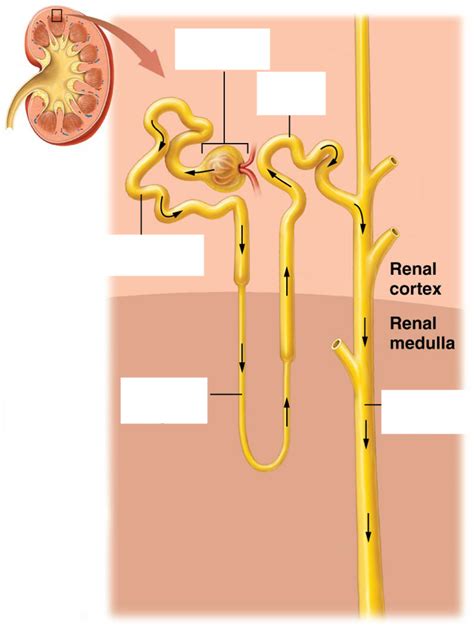 Nephron Diagram Quizlet