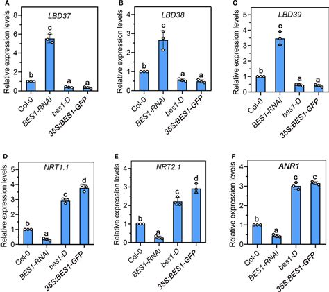 Frontiers Interaction Of Bes And Lbd Transcription Factors