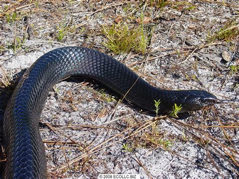 Eastern Indigo BU Bob Upcavage Flickr