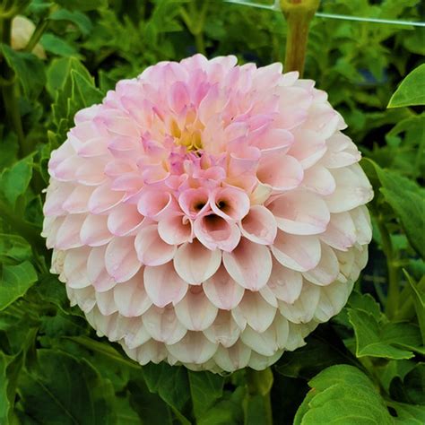 Pink Pearl | SVF Dahlias