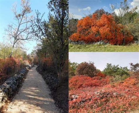 I Colori Del Carso Triestino C A I Sezione Di Treviso