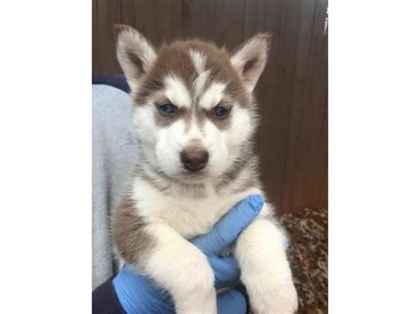 8 husky puppies for sale $800 each Lawrenceville - Puppies for Sale Near Me