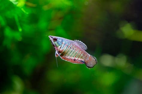 Gourami Care Guide (Tips to Help Them Thrive) - Avid Aquarist