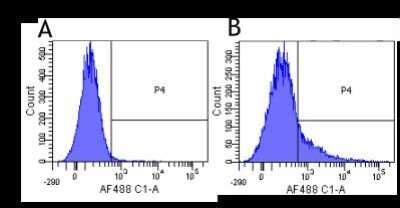 CD40 Ligand TNFSF5 Antibody Hu5c8 Ruplizumab Chimeric Azide And