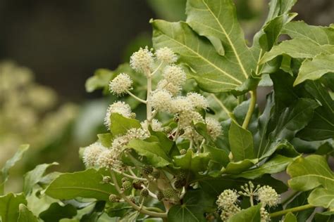 Ar Lia Japonesa Fatsia Japonica Curiosidade Da Planta