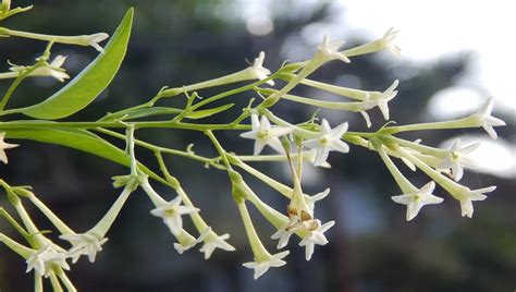 Dama Da Noite Cestrum Nocturnum Caracter Sticas E Dicas De Cultivo