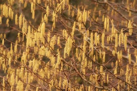 Primer Plano De Un Amento De Avellana Amarillo Que Crece A Partir De