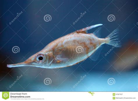 Closeup Of A Longspine Snipefish Stock Image Image Of Snipefish Life