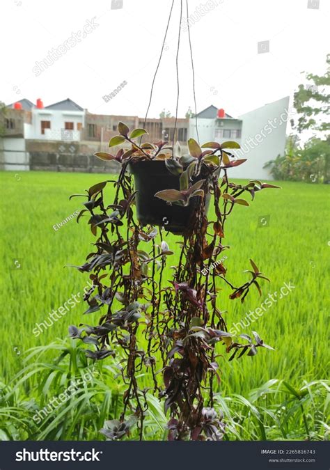 Beautiful Tradescantia Pallida Plant Hanging Pot Stock Photo 2265816743