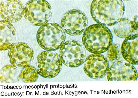 Biotecnologia VII 3 4 3 Fusión de protoplastos