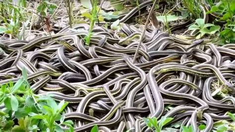 These Female Snakes Have Sex With More Than Snakes At A Time Watch