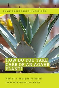 How do you take care of an Agave plant?