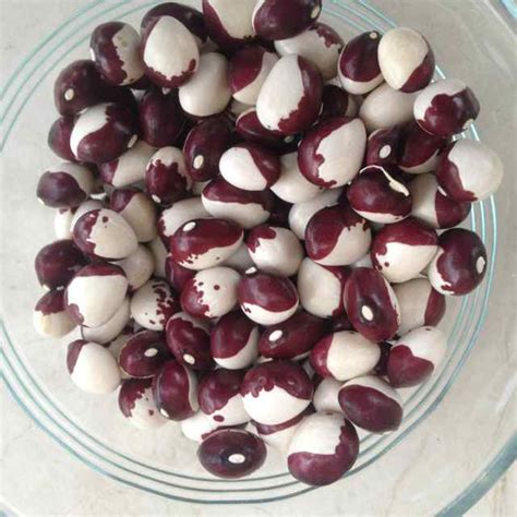 pole beans resilient seeds