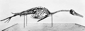 Hesperornis | fossil bird genus | Britannica.com