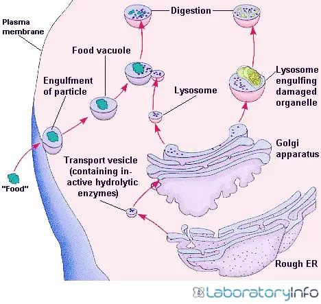 Cell Vesicle Diagram