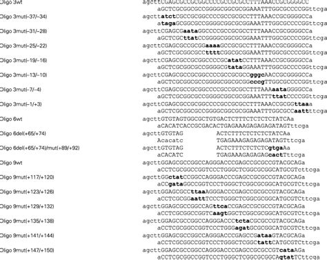 Slc A Is A Direct Target Of Two Closely Related Homeobox Proteins