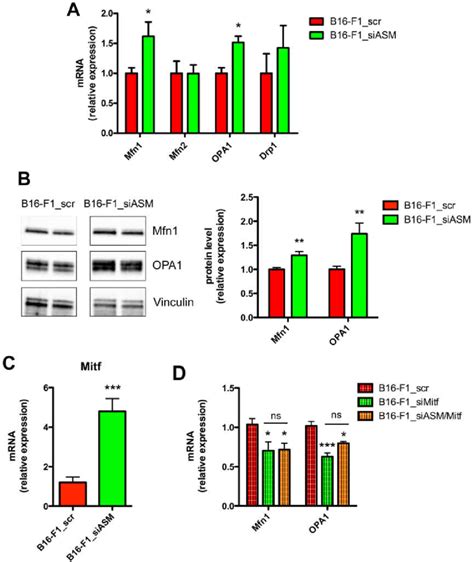 A Smase Downregulation Enhances The Expression Of Mfn1 And Opa1 A