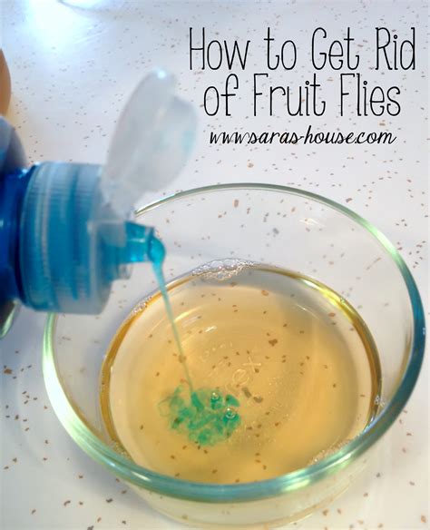 How To Get Rid Of Fruit Flies