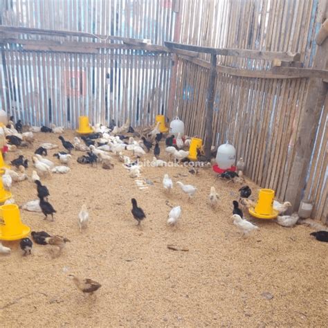 Kandang Yang Baik Untuk Ternak Ayam Kampung Super Joper Hobi Ternak